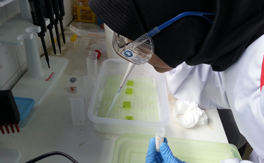 A laboratory technician is examining sample