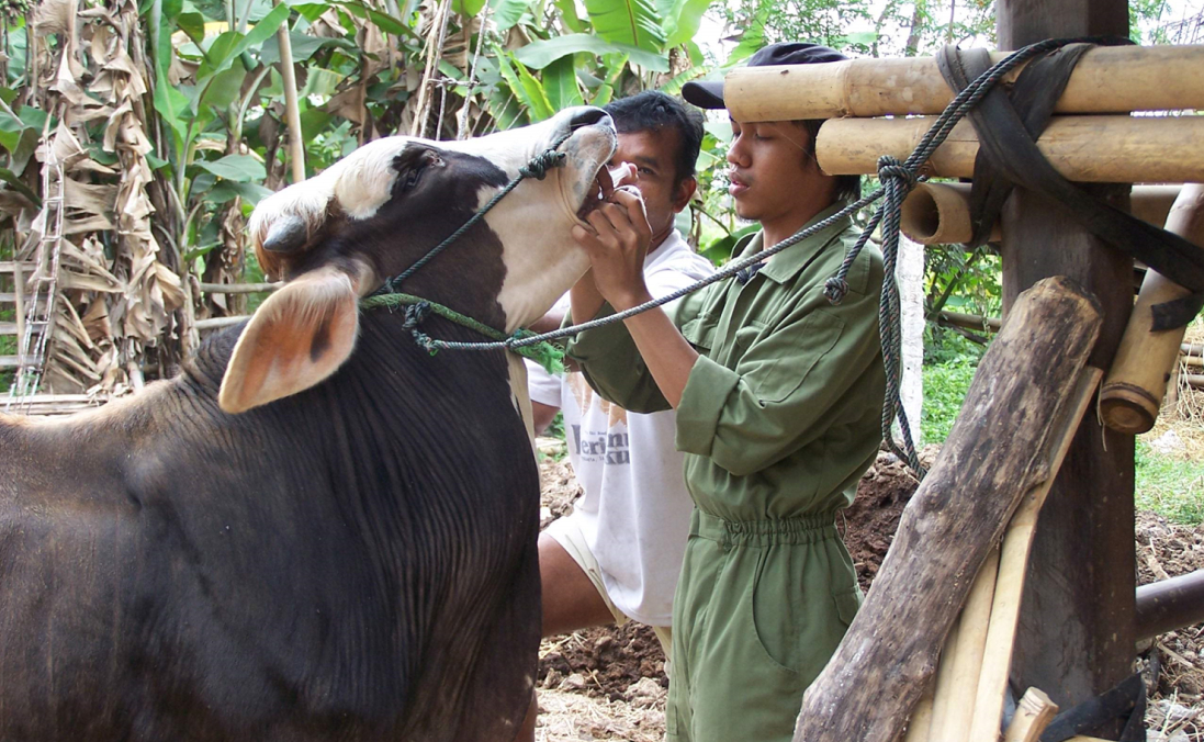 A veterinarian is injecting a cow