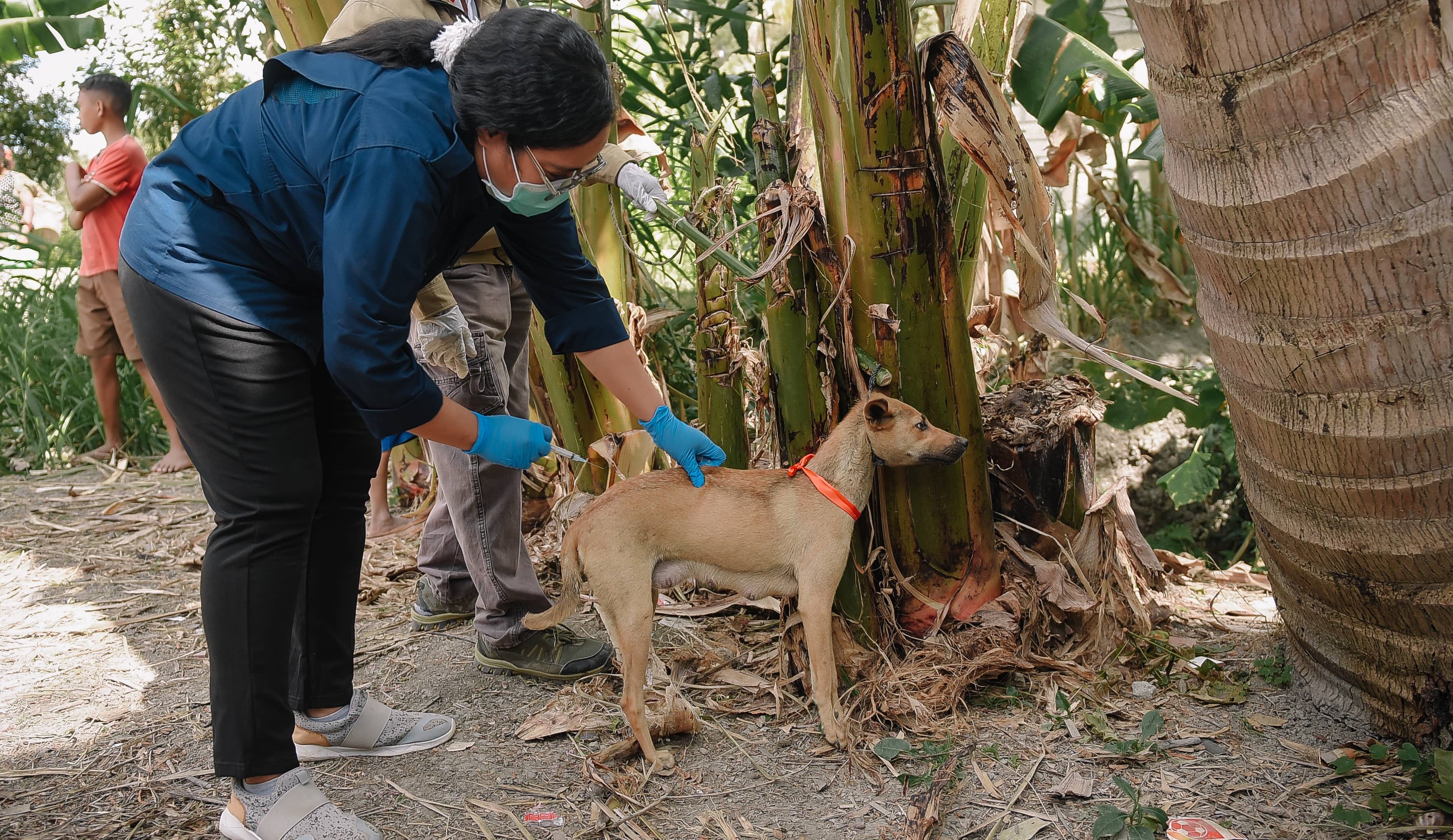 AIHSP Supports Rabies Control in NTT 